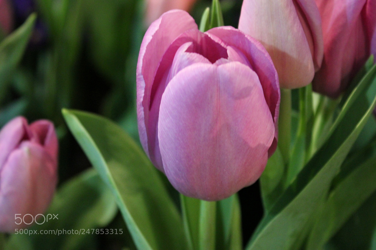 Canon EF-S 18-55mm F3.5-5.6 IS sample photo. Tulips canada blooms, toronto photography