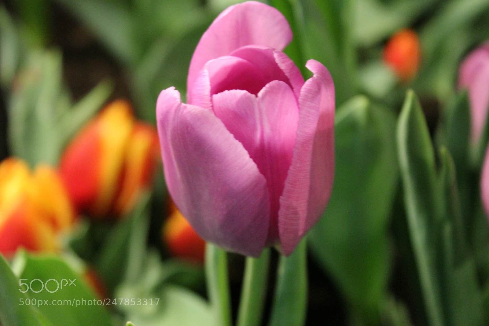 Canon EF-S 18-55mm F3.5-5.6 IS sample photo. Tulips canada blooms, toronto photography