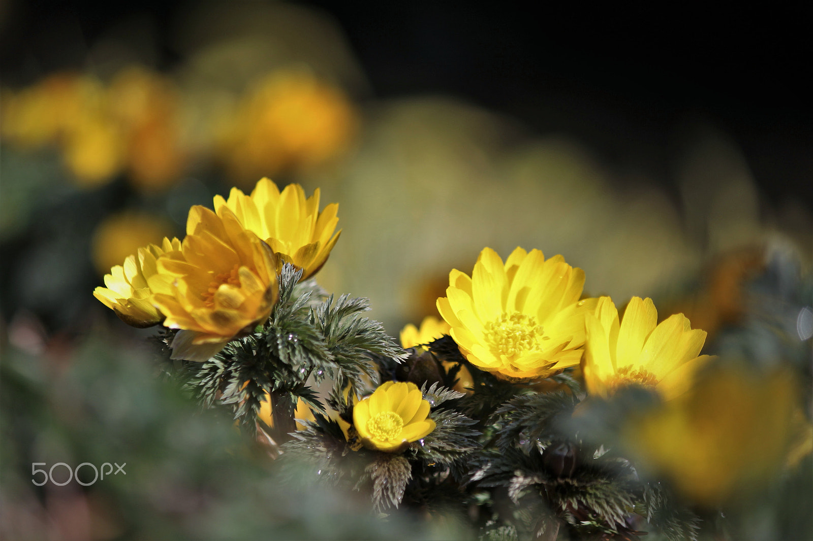 Canon EF-S 55-250mm F4-5.6 IS II sample photo. Early spring photography