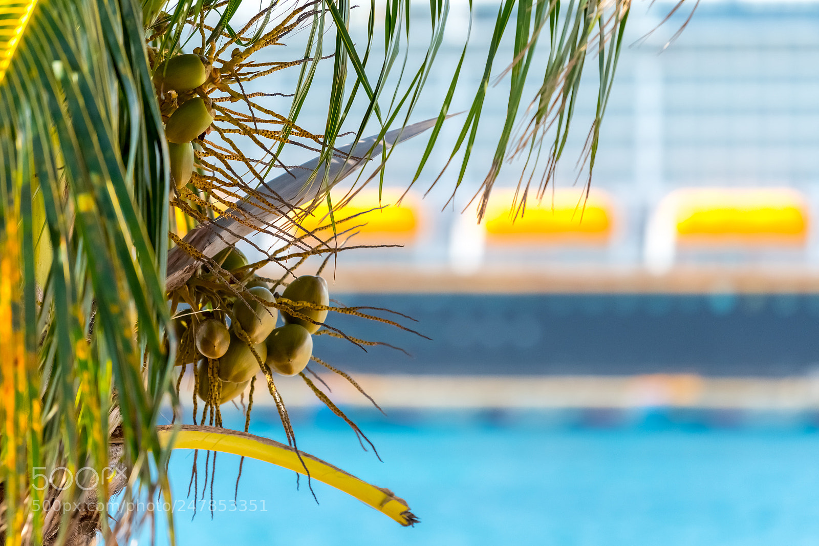 Nikon D500 sample photo. Cozumelpalmtree photography