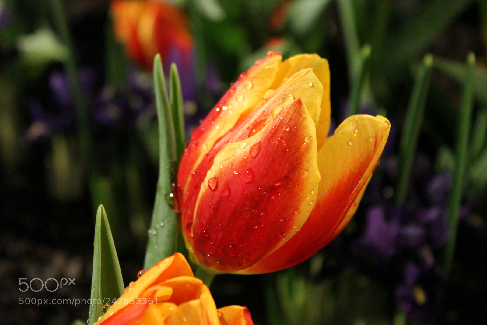 Canon EF-S 18-55mm F3.5-5.6 IS sample photo. Tulips canada blooms, toronto photography