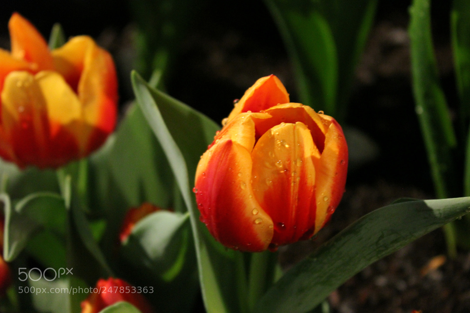 Canon EF-S 18-55mm F3.5-5.6 IS sample photo. Tulips canada blooms, toronto photography