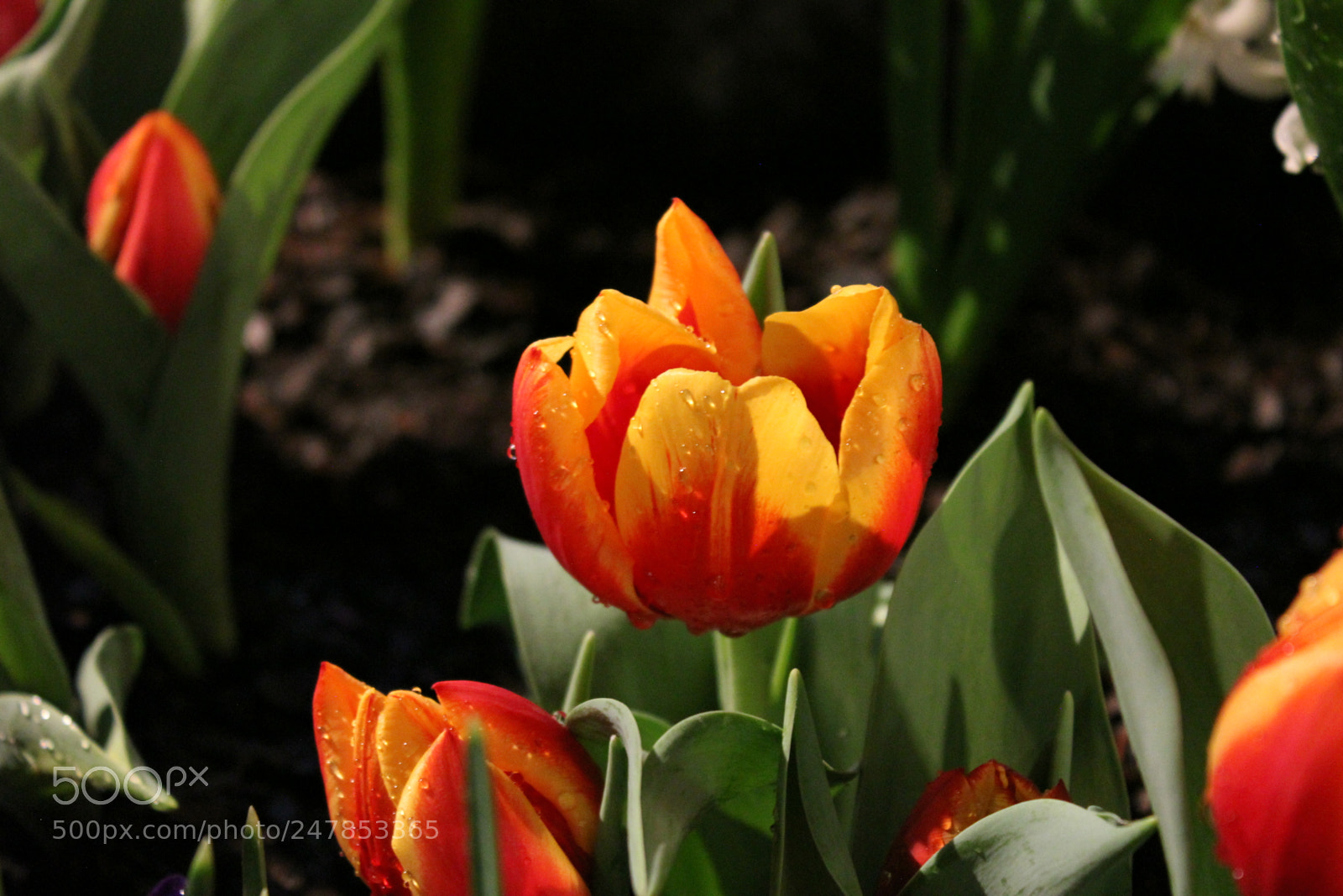 Canon EF-S 18-55mm F3.5-5.6 IS sample photo. Tulips canada blooms, toronto photography
