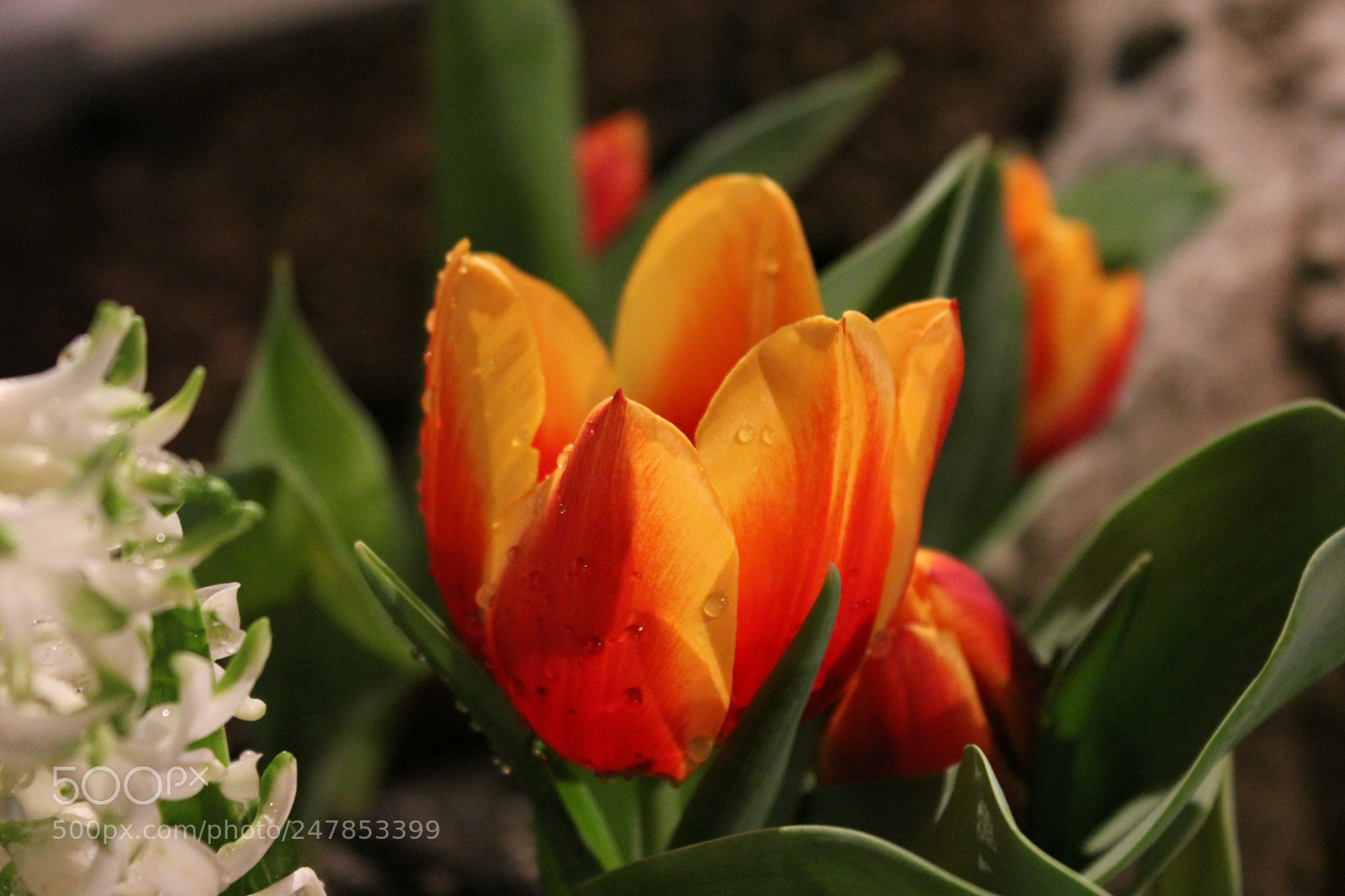 Canon EF-S 18-55mm F3.5-5.6 IS sample photo. Tulips canada blooms, toronto photography
