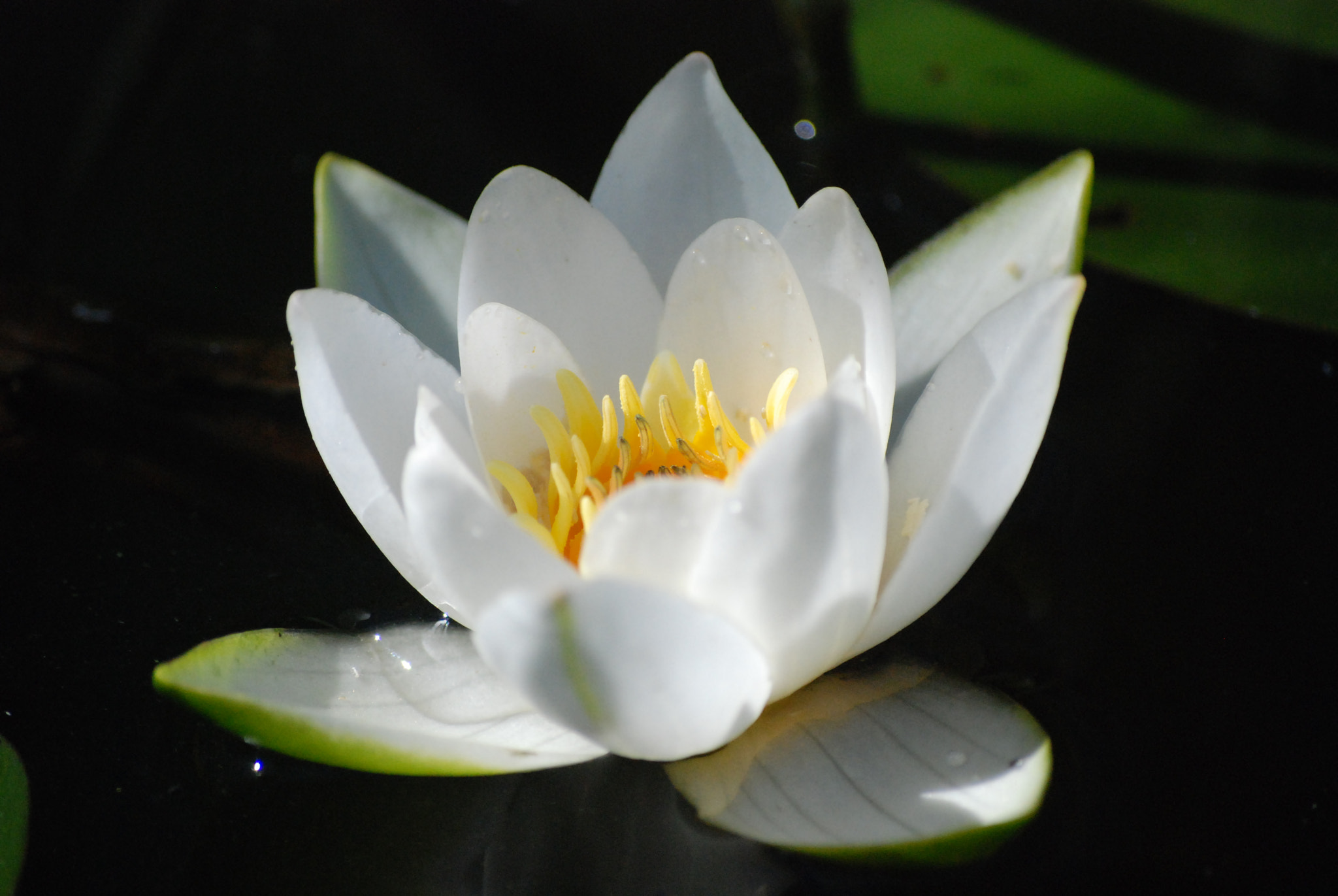 Nikon D80 + Nikon AF-S DX Nikkor 55-200mm F4-5.6G VR sample photo. White water lily photography