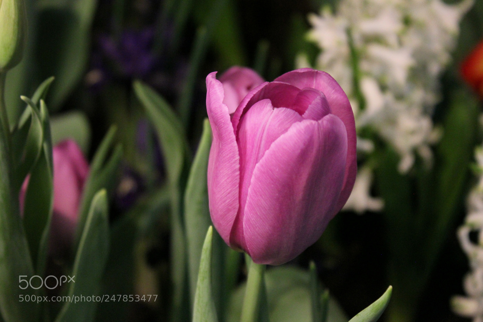 Canon EF-S 18-55mm F3.5-5.6 IS sample photo. Tulips canada blooms, toronto photography