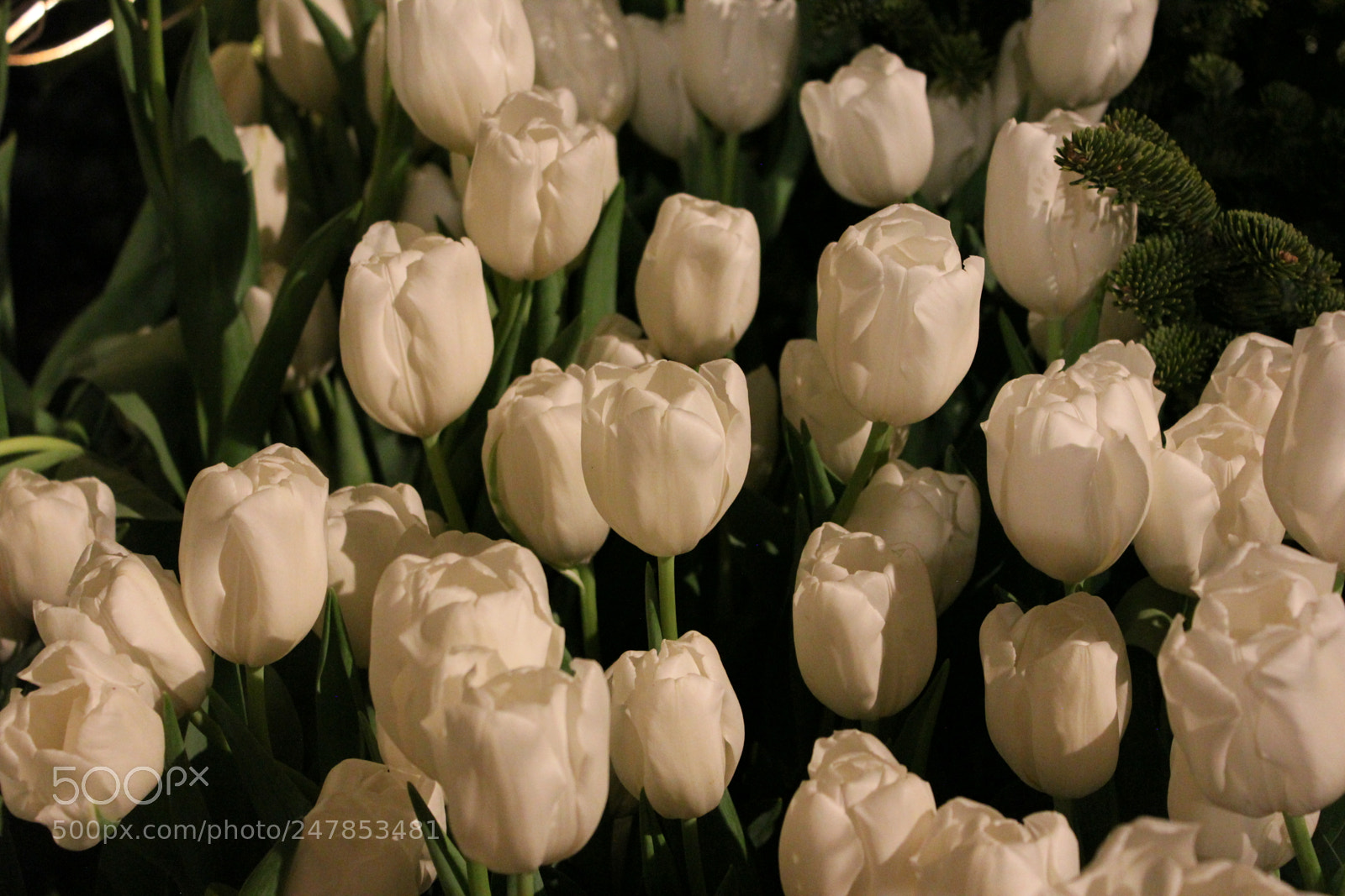 Canon EF-S 18-55mm F3.5-5.6 IS sample photo. Tulips canada blooms, toronto photography