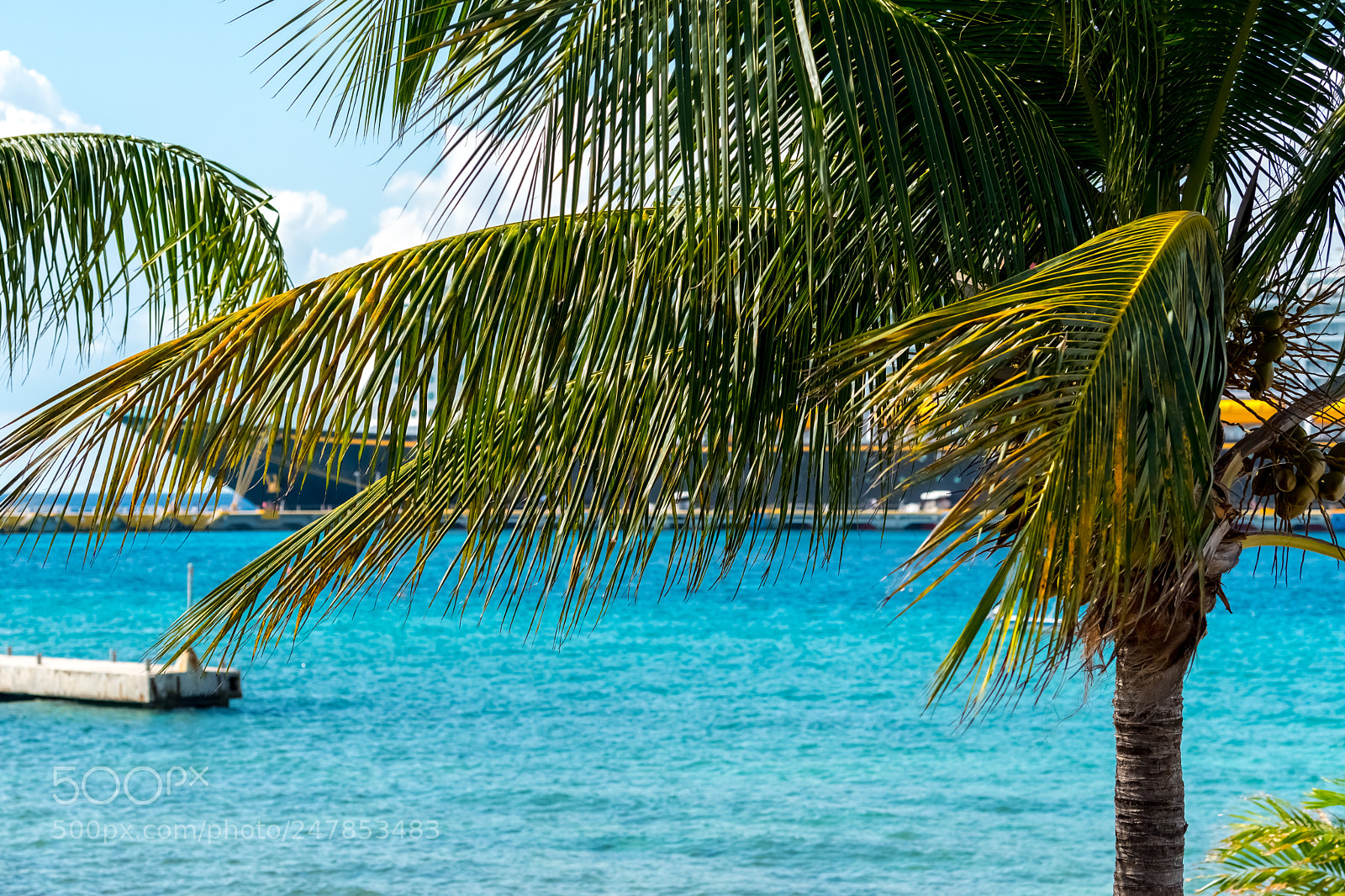Nikon D500 sample photo. Cozumelpalmtree photography