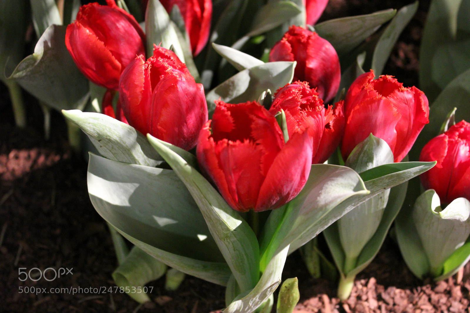 Canon EF-S 18-55mm F3.5-5.6 IS sample photo. Tulips canada blooms, toronto photography
