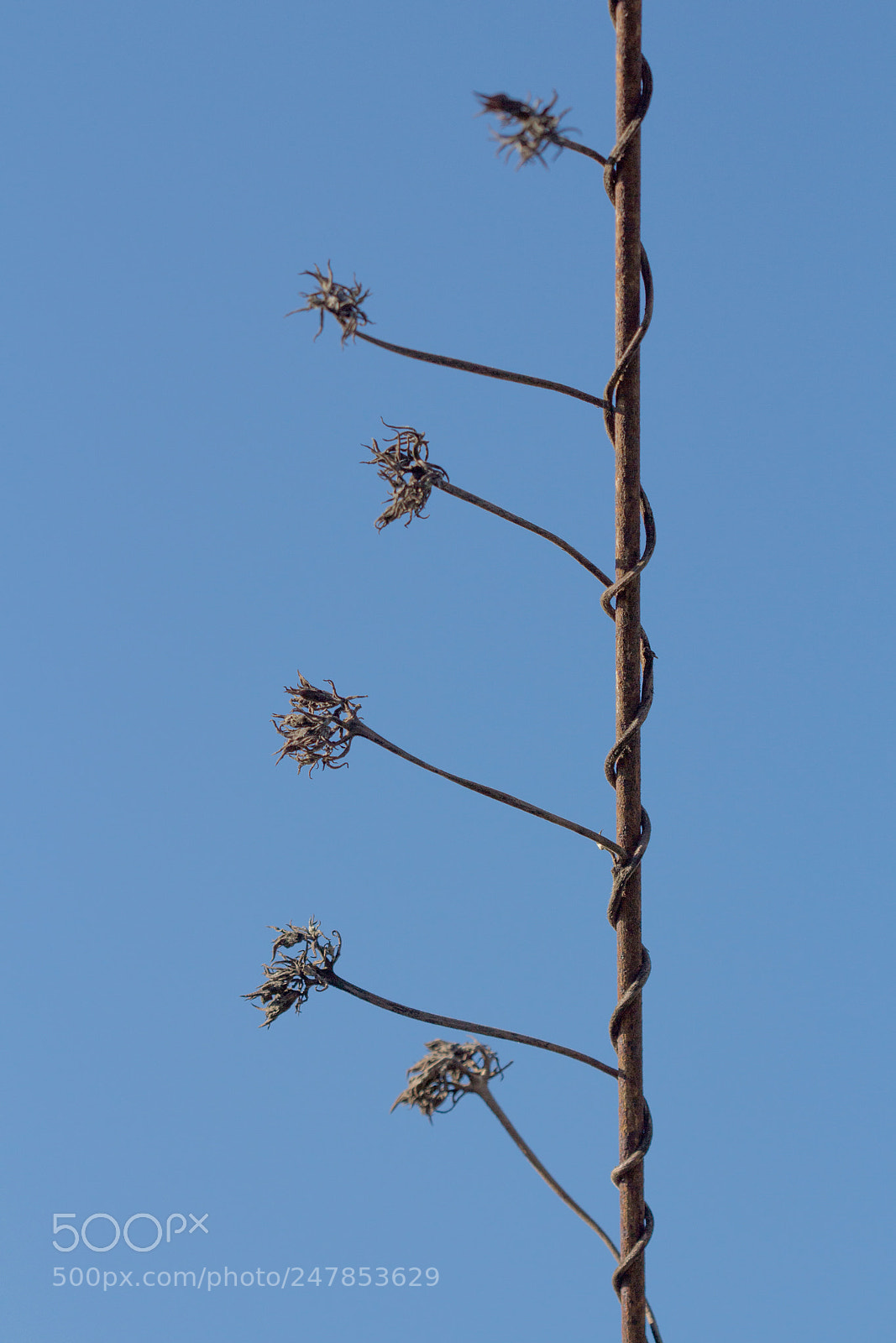 Canon EOS 700D (EOS Rebel T5i / EOS Kiss X7i) sample photo. Agrippée (grabbed) photography