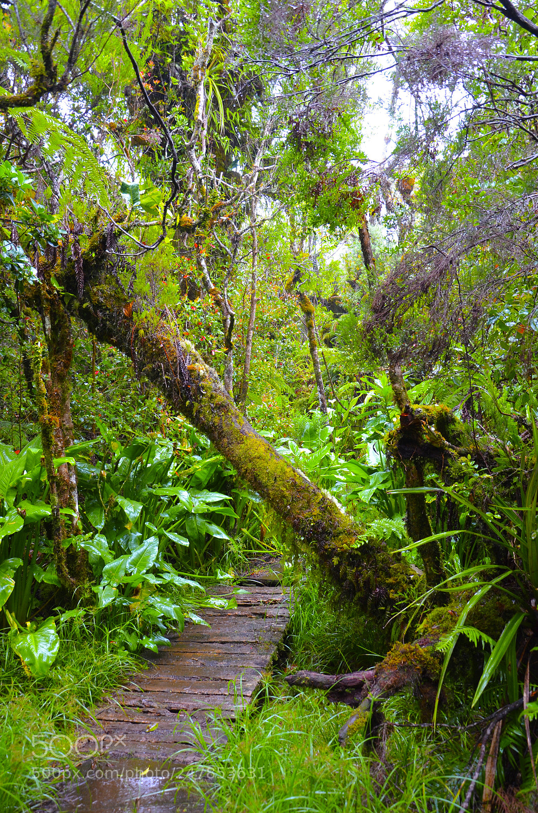 Nikon D5100 sample photo. Trail through the rainforest photography