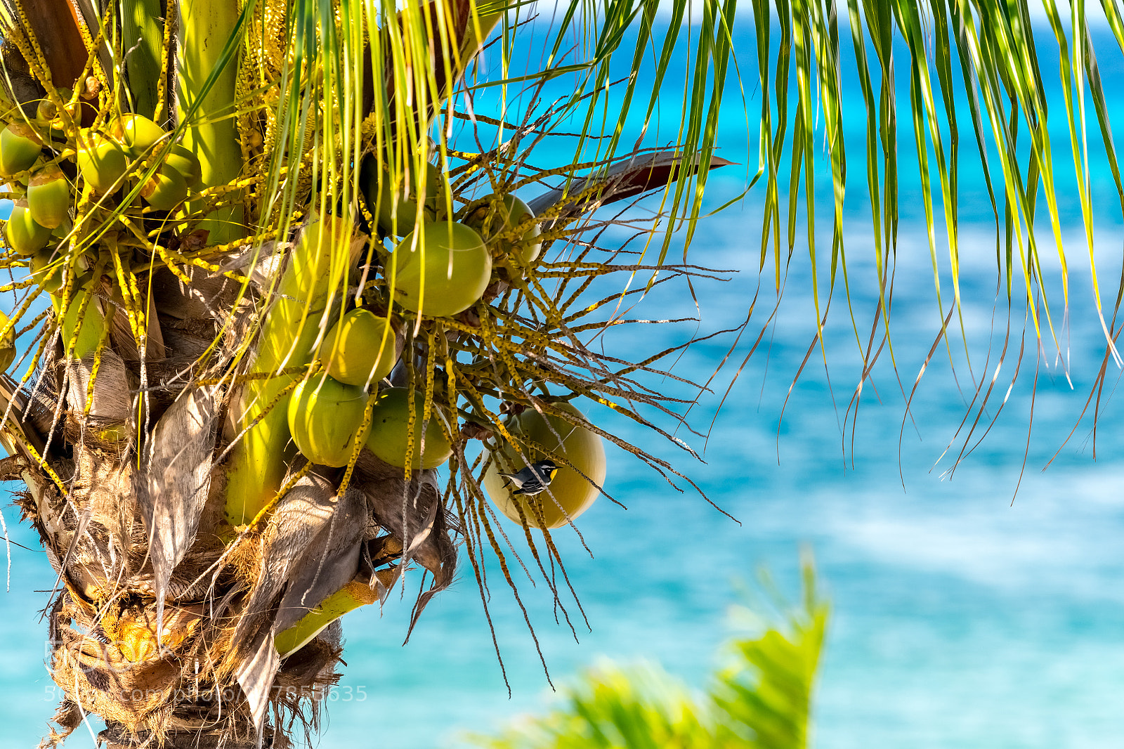 Nikon D500 sample photo. Cozumelpalmtree photography