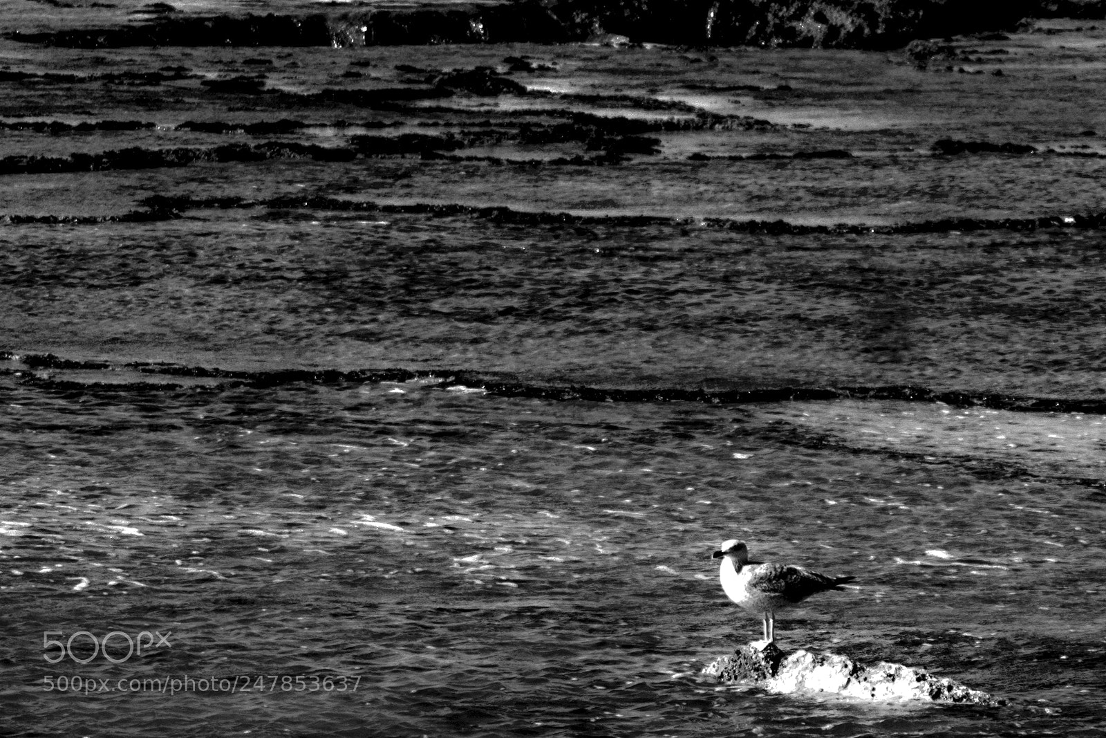 Pentax K-5 sample photo. Seul au milieu des photography