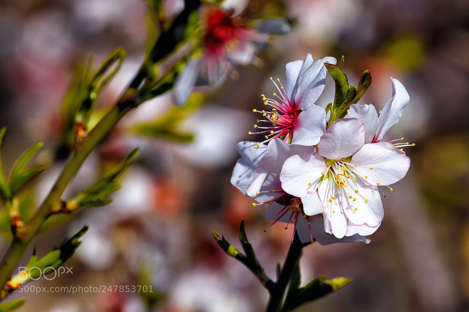 Canon EOS 7D sample photo. Flor da amendoeira photography