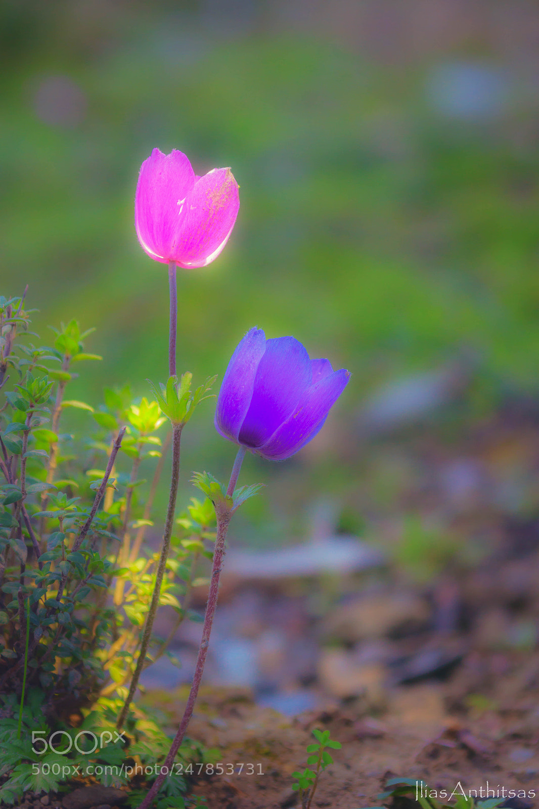 Canon EOS 550D (EOS Rebel T2i / EOS Kiss X4) sample photo. Anemone photography