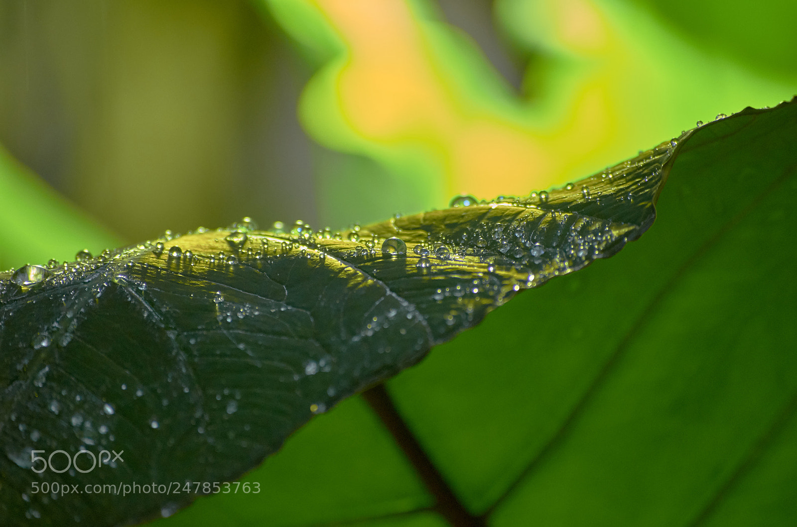 Nikon D5100 sample photo. 186773.jpg photography