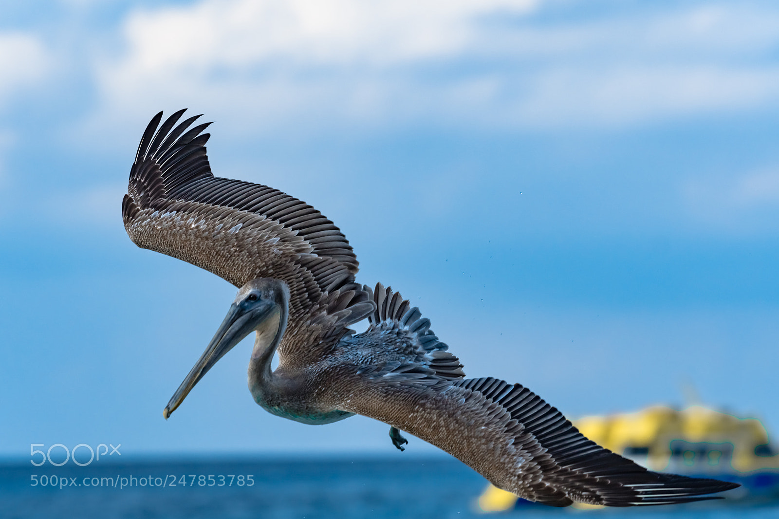 Nikon D500 sample photo. Cozumelpelican photography