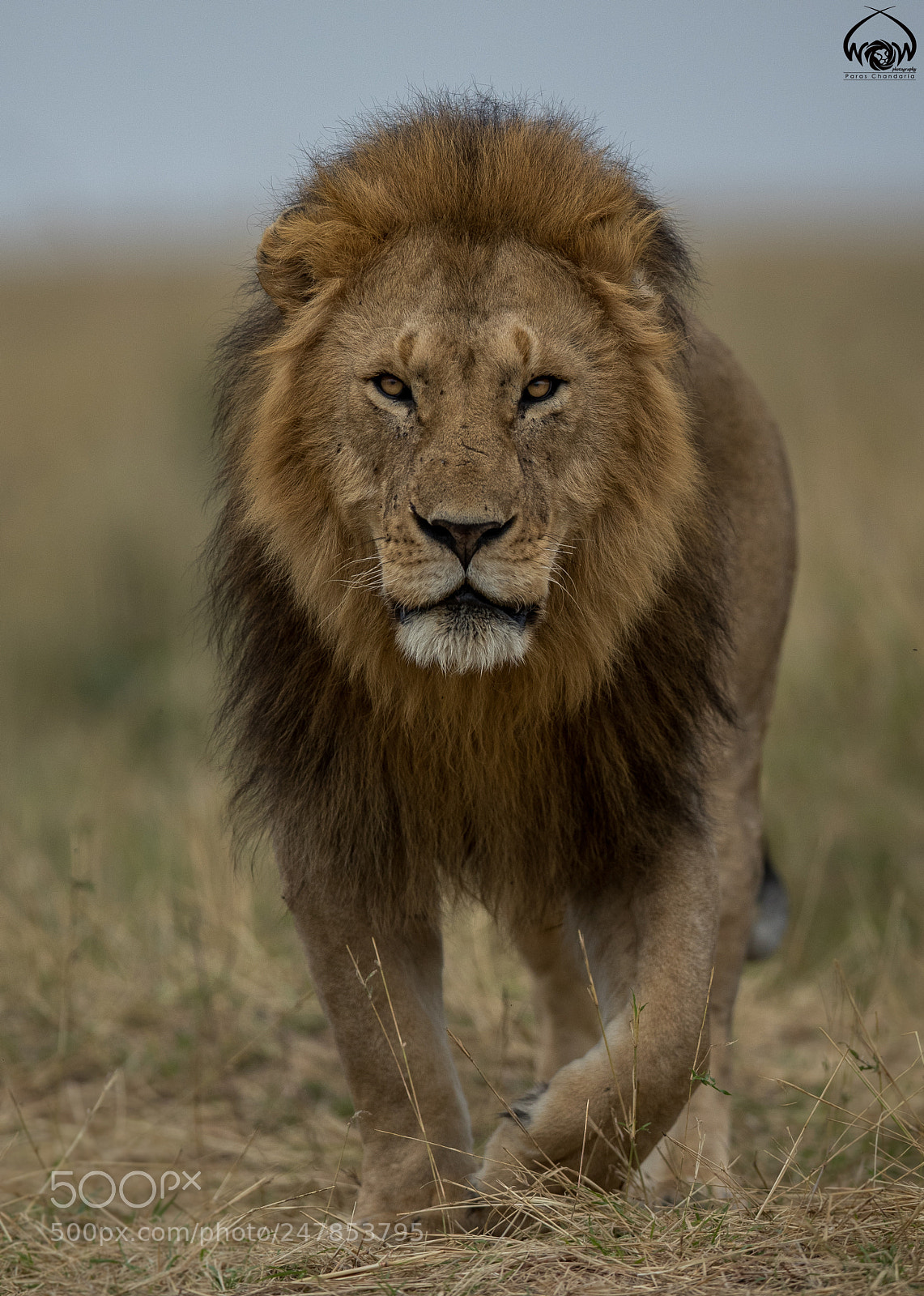 Canon EOS-1D X Mark II sample photo. Earless - the fearless!! photography