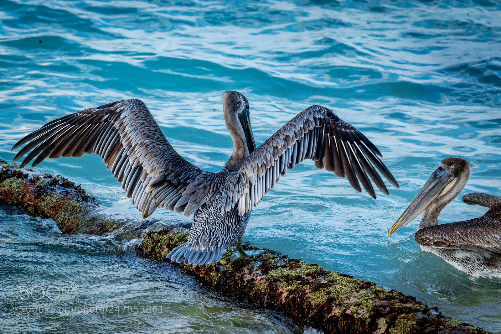 Nikon D500 sample photo. Cozumelpelican photography