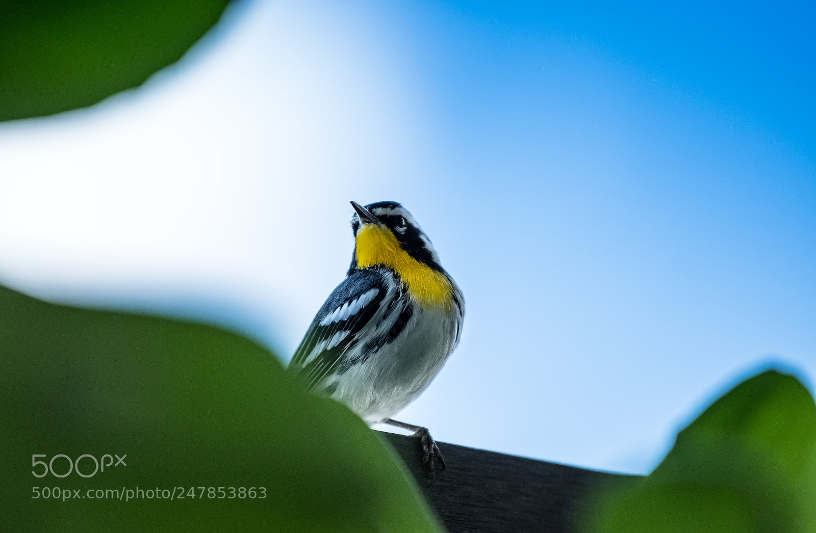 Nikon D500 sample photo. Cozumelyellowthroatedwabbler photography