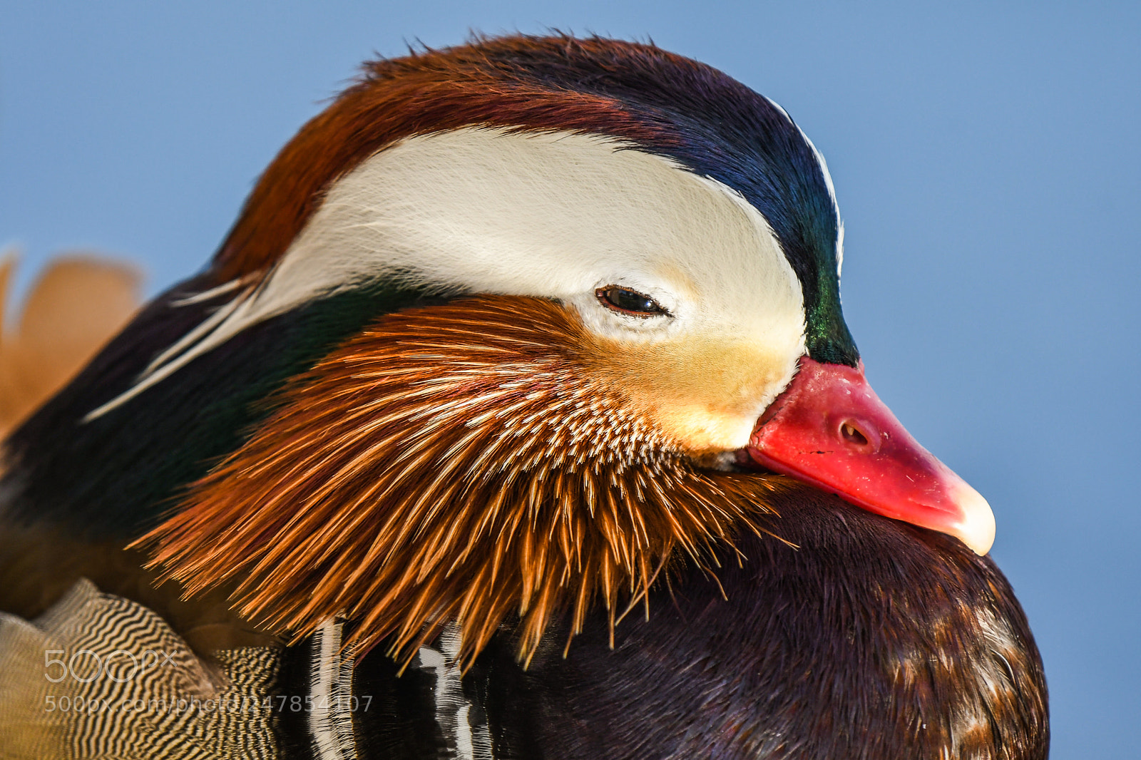 Nikon D500 sample photo. Mandarin duck #2 photography