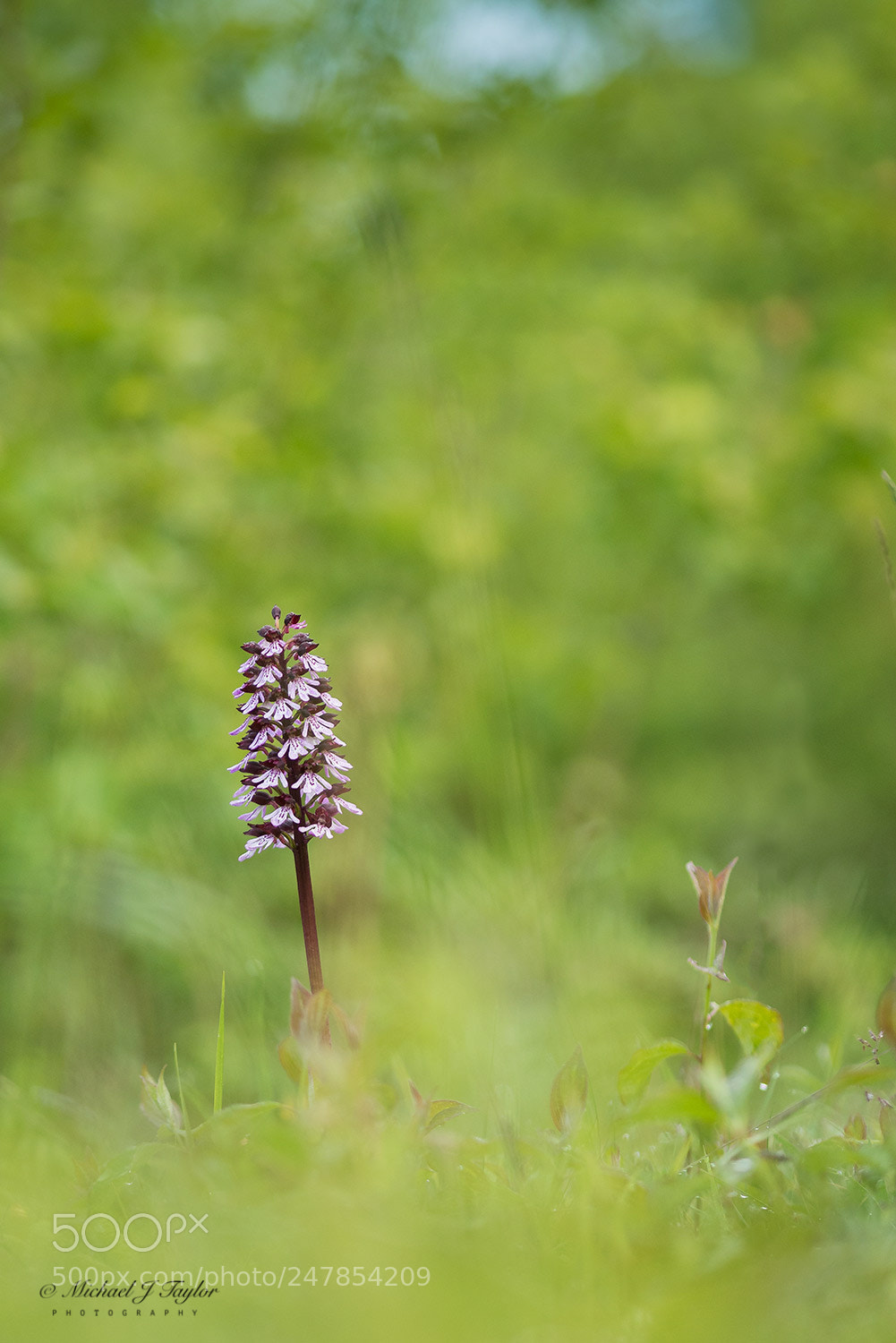 Panasonic Lumix DMC-GX7 sample photo. Lady orchid... photography