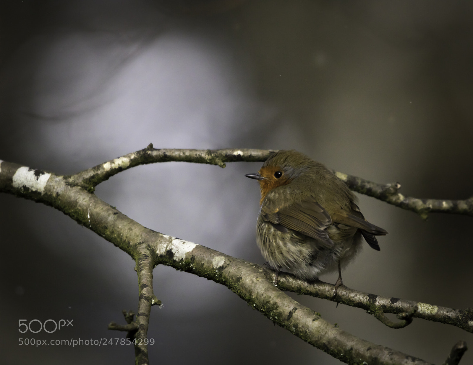 Canon EOS 750D (EOS Rebel T6i / EOS Kiss X8i) sample photo. Robin photography