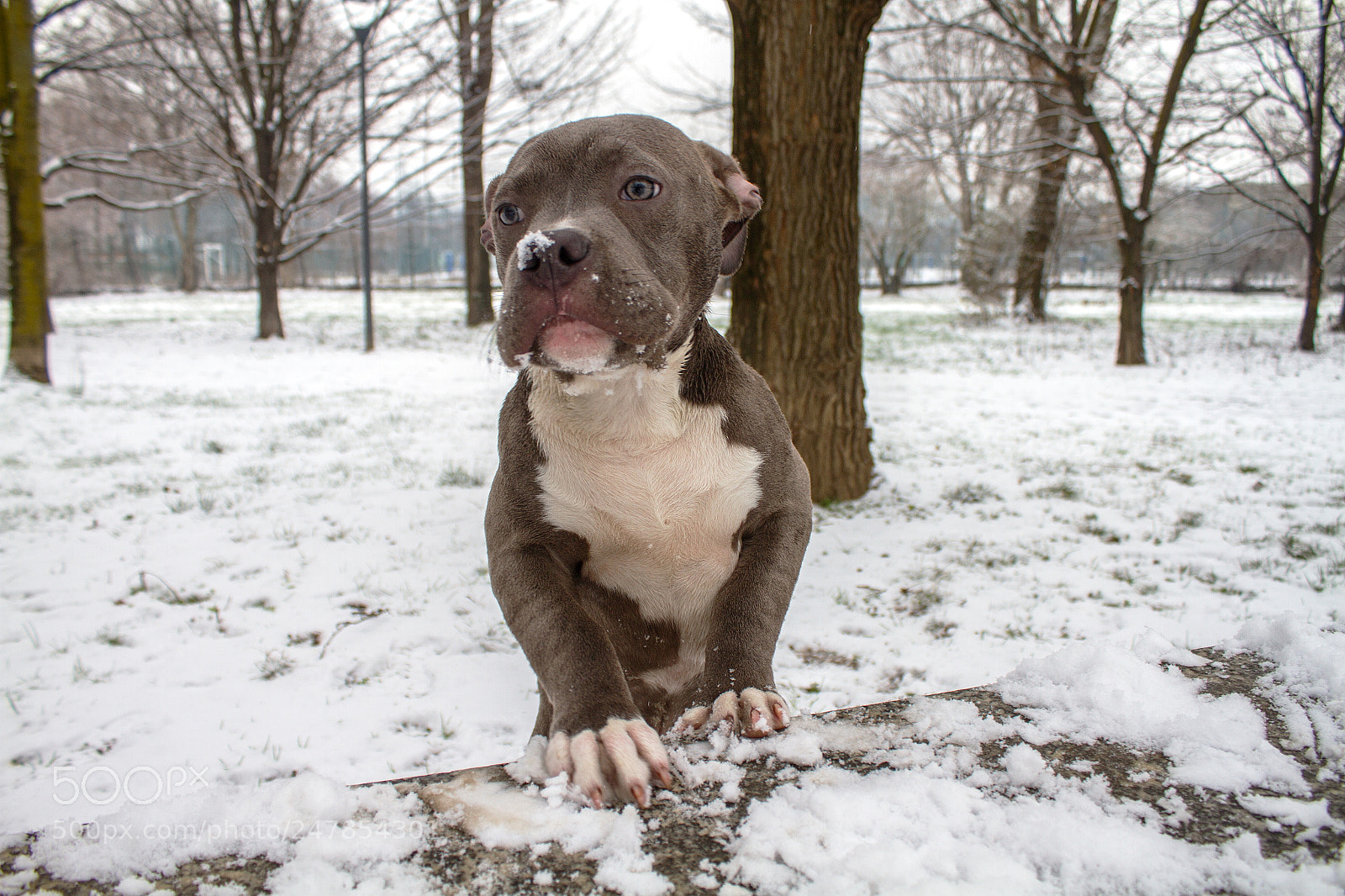 Canon EOS 7D sample photo. #amstaff photography
