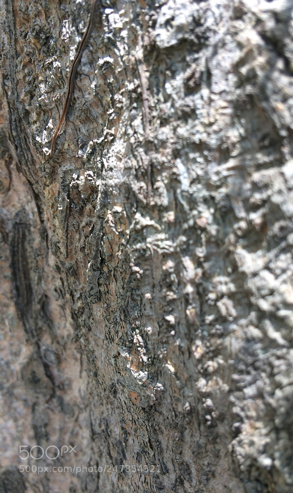 Apple iPhone 5s sample photo. Untitled photography
