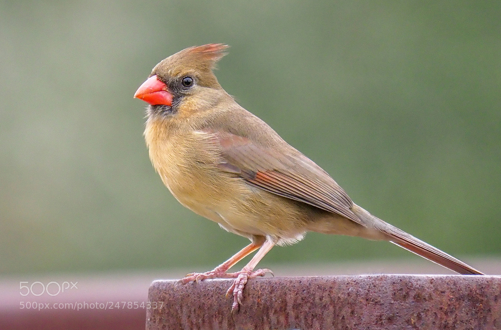 Olympus OM-D E-M1 Mark II sample photo. Cardinal photography