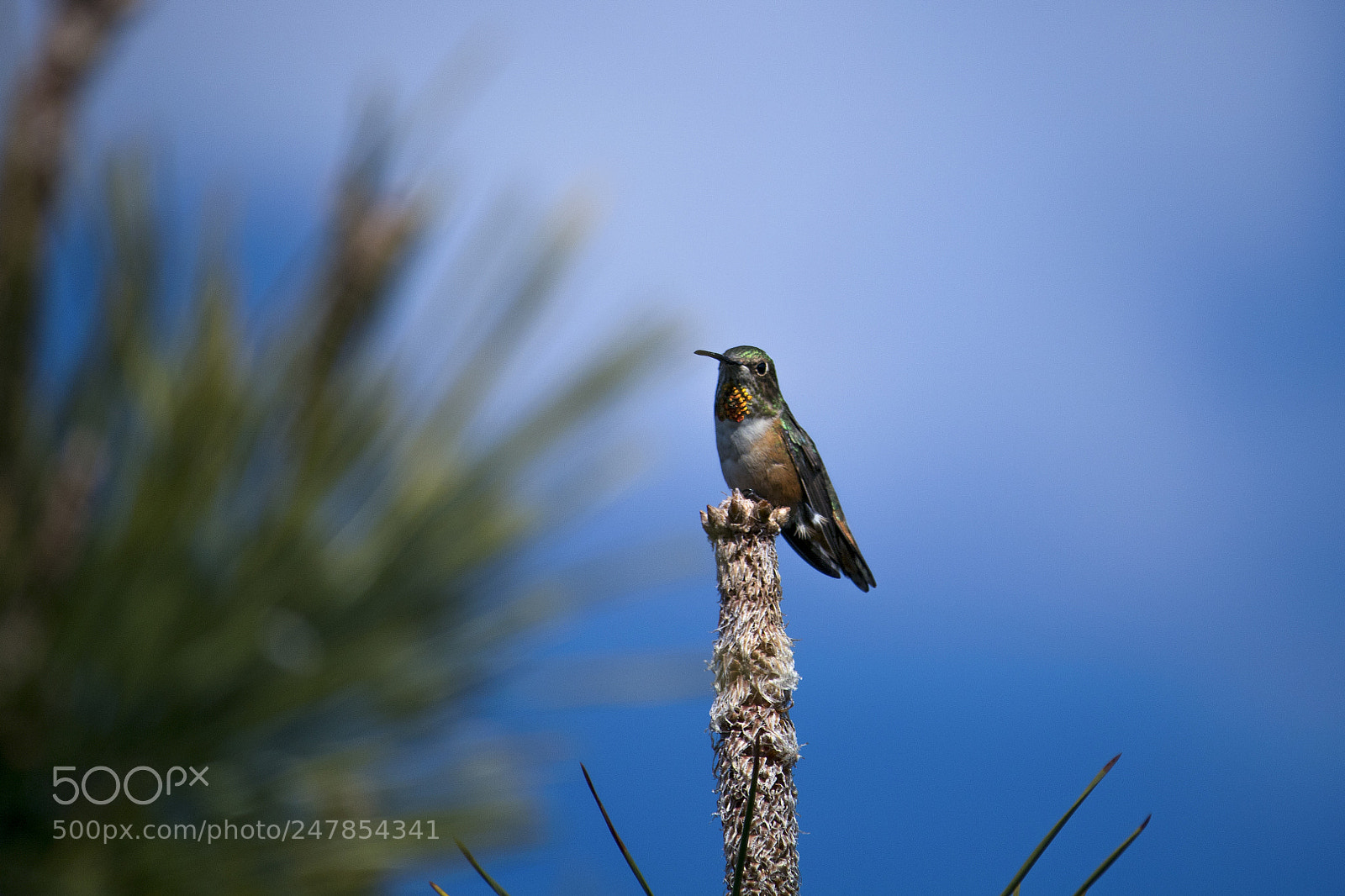 Canon EOS 750D (EOS Rebel T6i / EOS Kiss X8i) sample photo. Humming bird photography