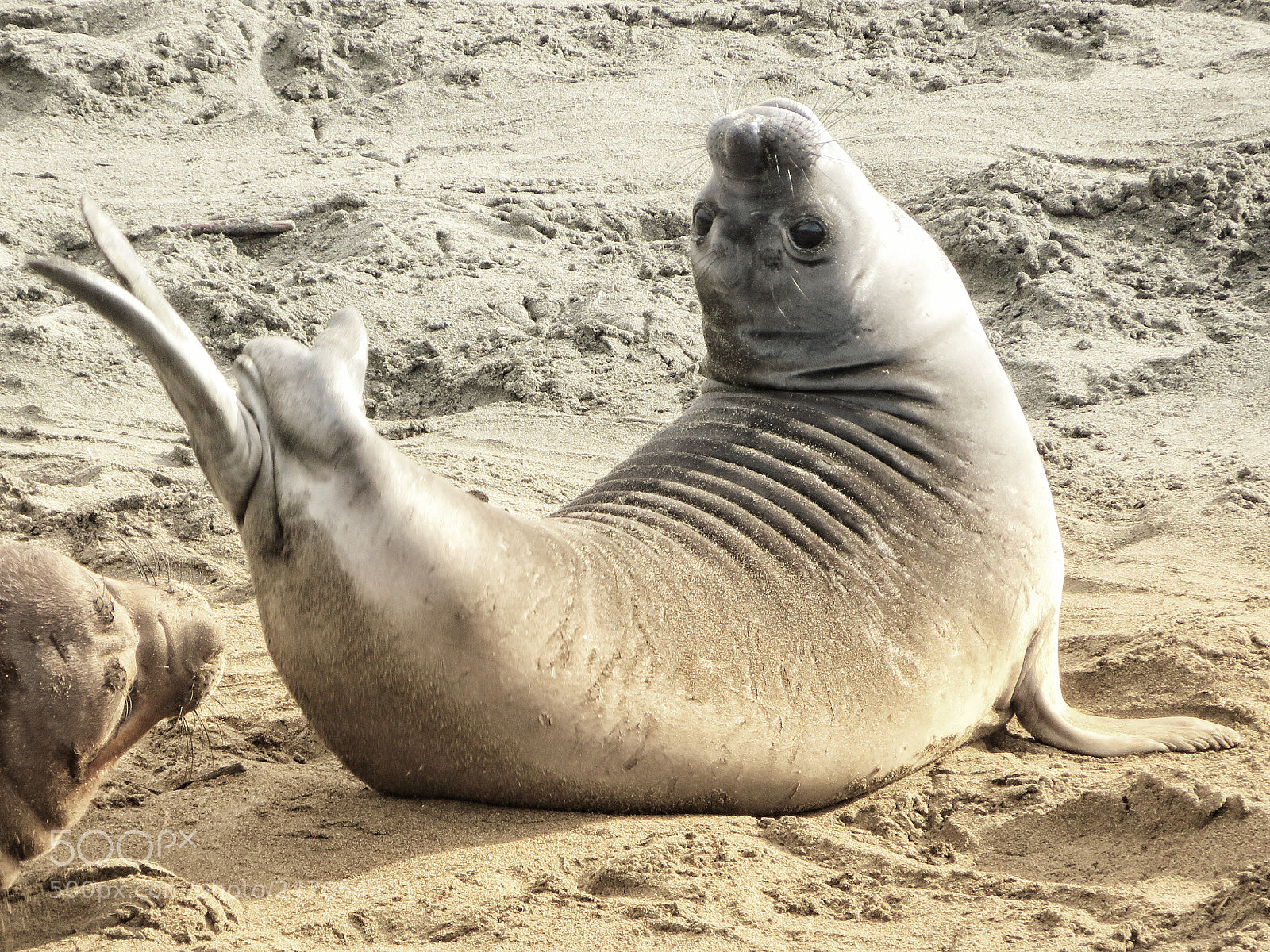 Canon PowerShot SX720 HS sample photo. Seal yoga photography