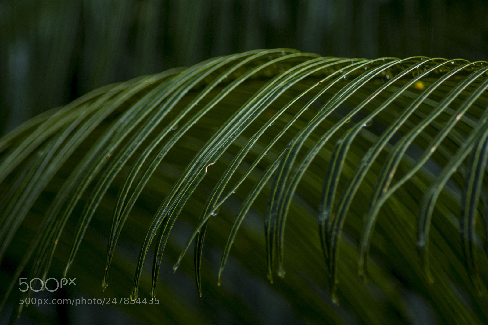 Nikon D40 sample photo. Plant photography