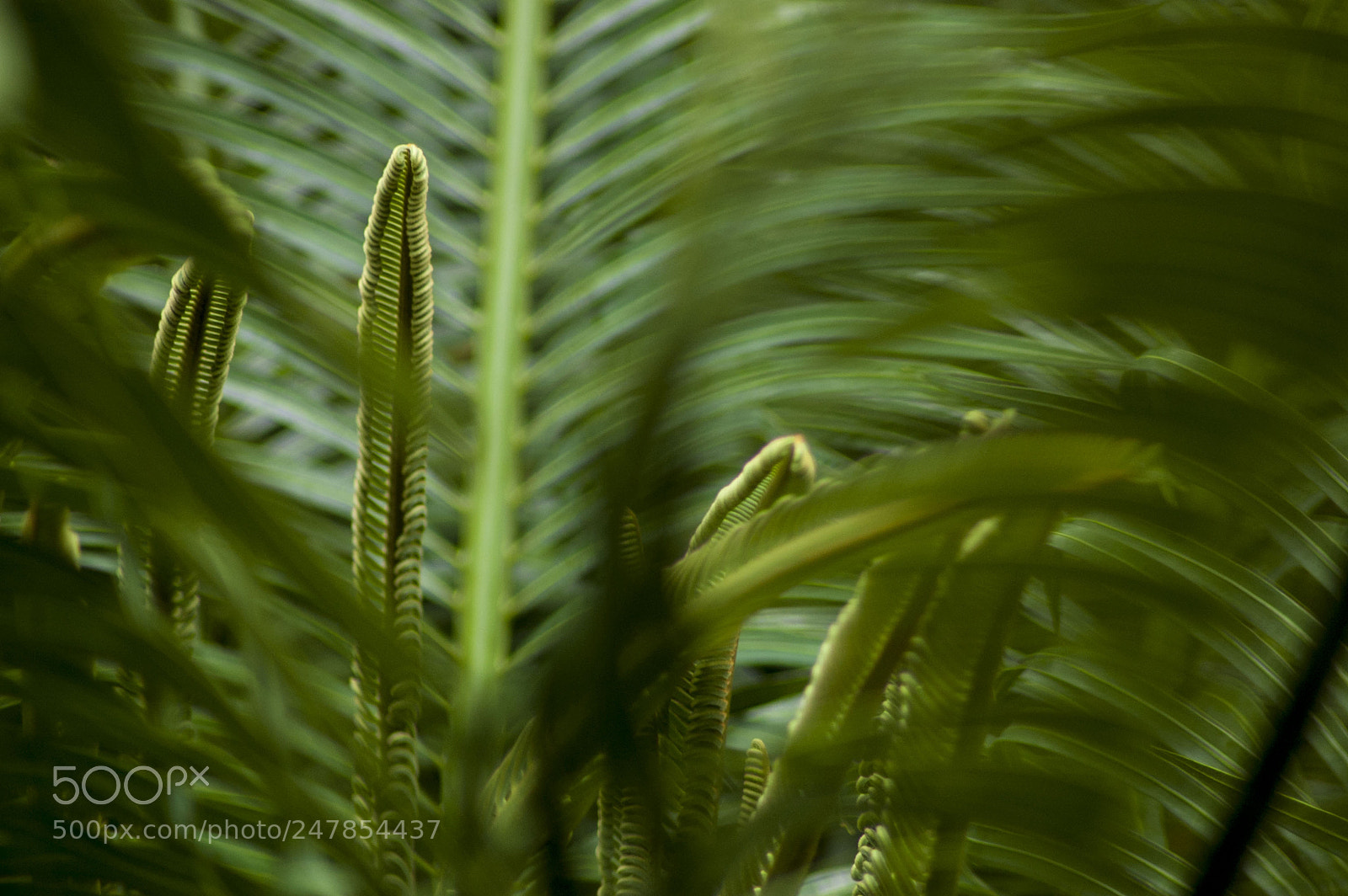 Nikon D40 sample photo. Plant photography