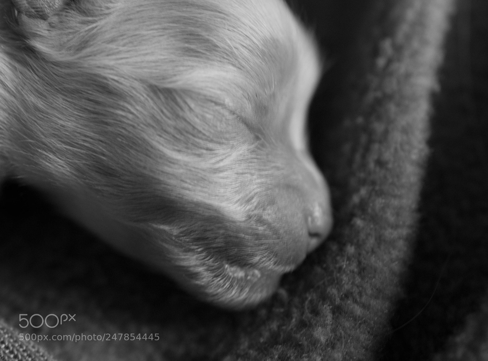 Nikon D3100 sample photo. Black and white conversion photography