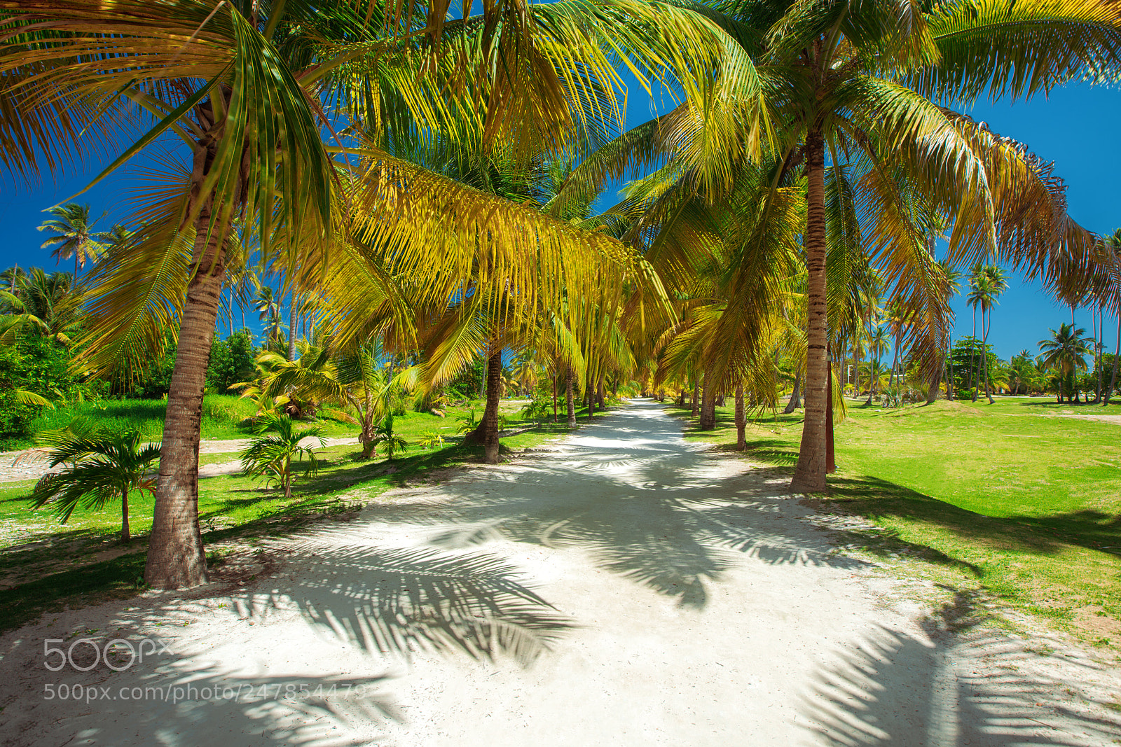 Sony a7R II sample photo. Palm tree on the photography