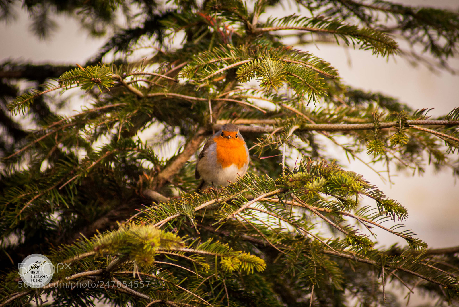 Sony Alpha DSLR-A200 sample photo. Robin photography