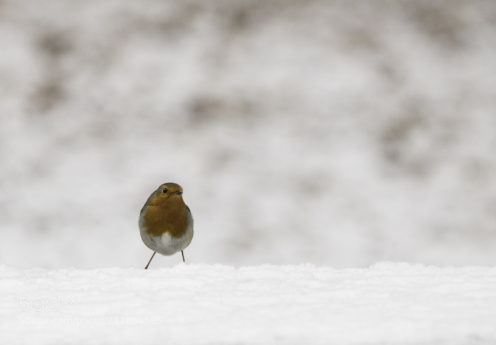Canon EOS 750D (EOS Rebel T6i / EOS Kiss X8i) sample photo. Fluffy robin photography
