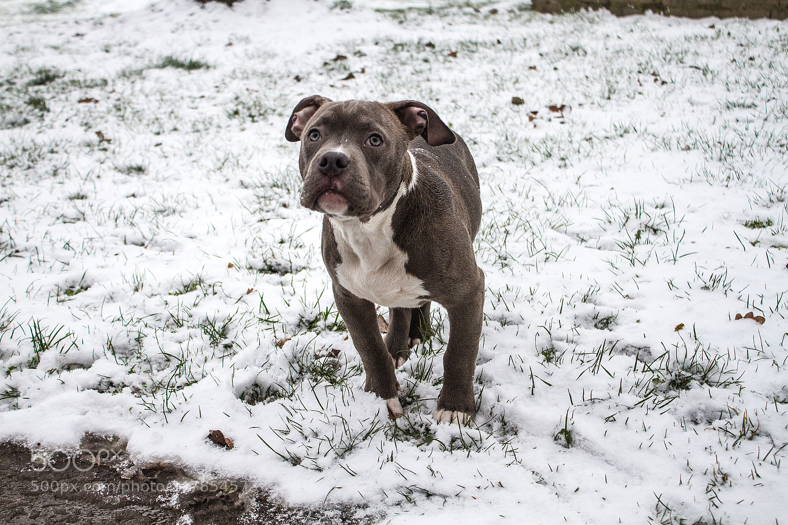 Canon EOS 7D sample photo. #amstaff photography