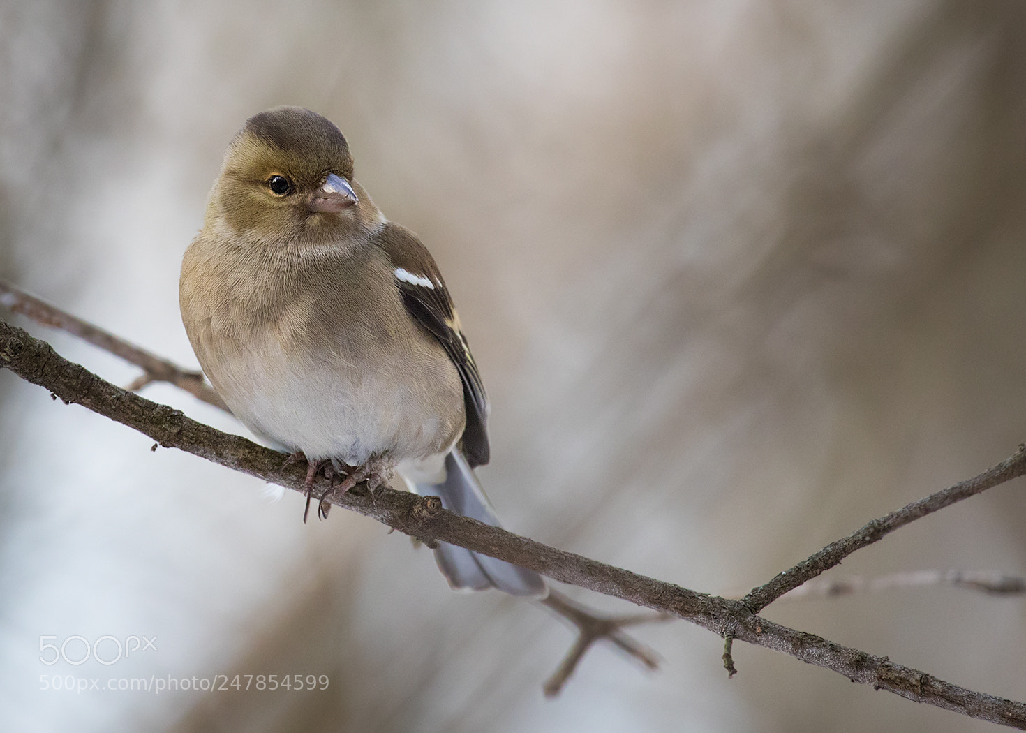 Canon EOS 7D Mark II sample photo. Finch photography