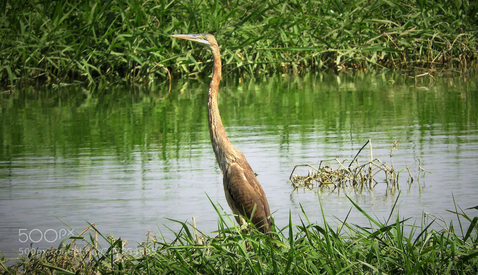 Nikon Coolpix B700 sample photo. Purple heron photography