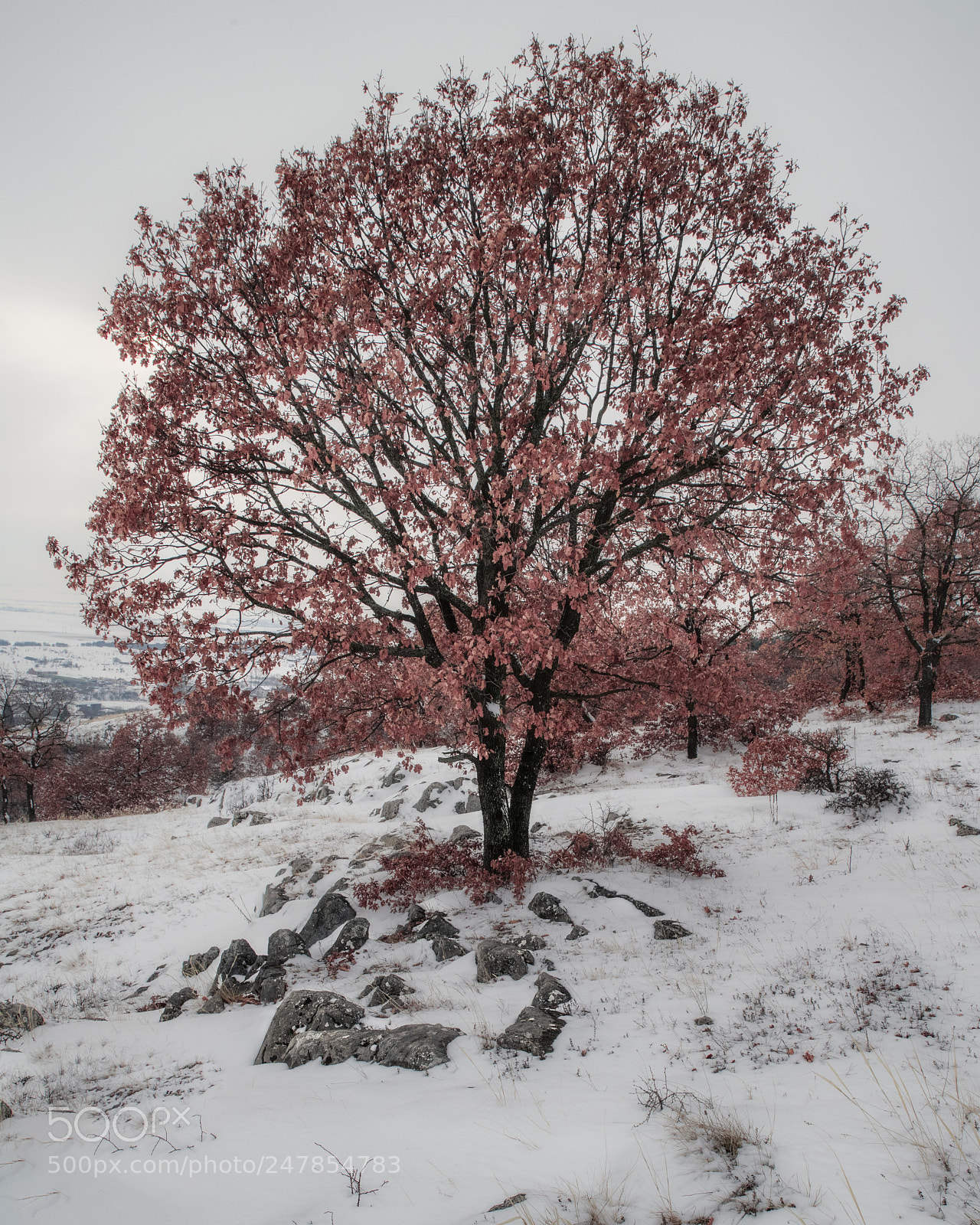Nikon D850 sample photo. White and red photography