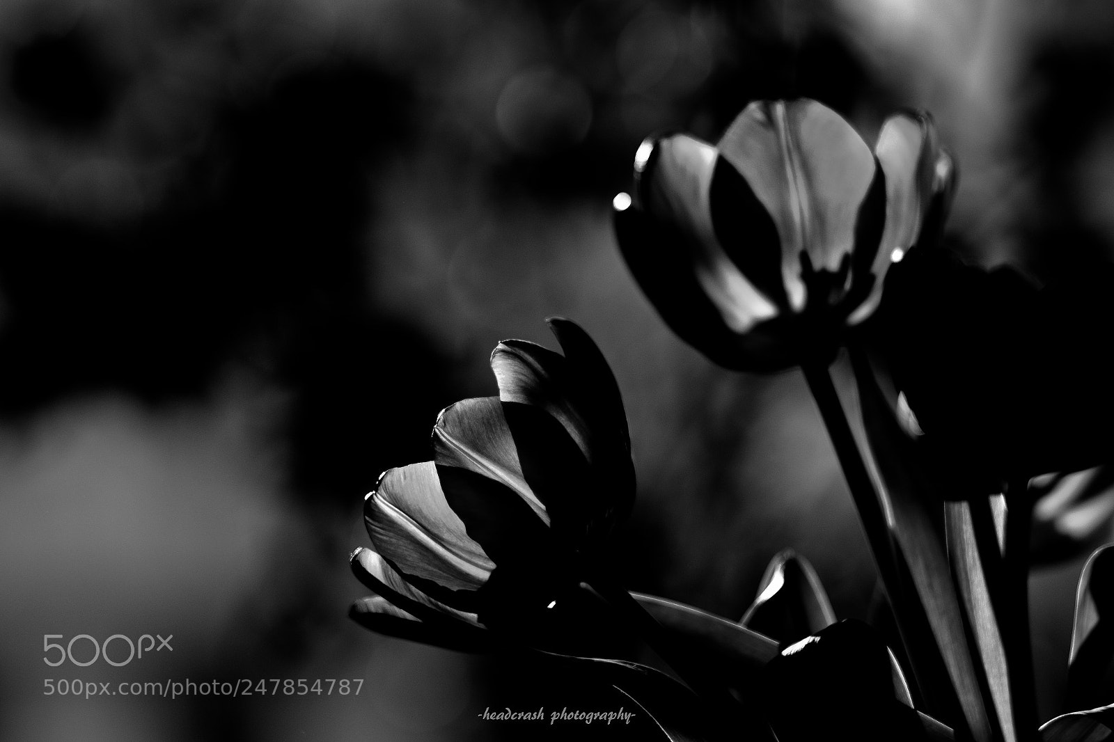 Fujifilm X-E2 sample photo. Black tulip photography