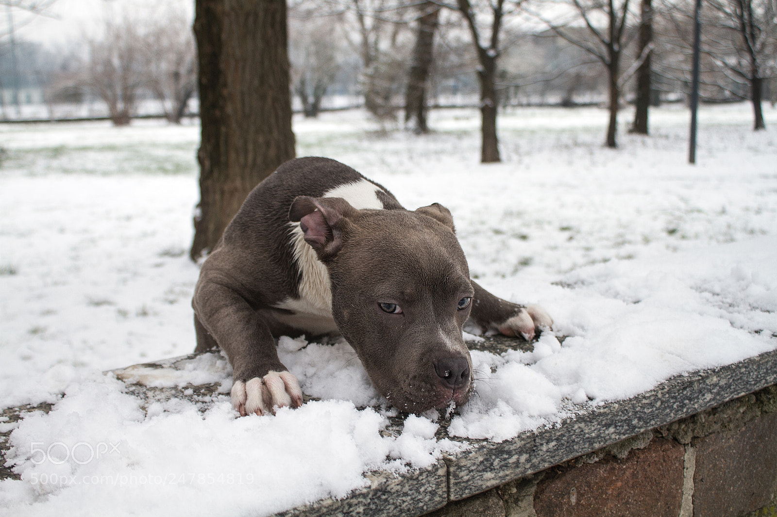 Canon EOS 7D sample photo. #amstaff photography