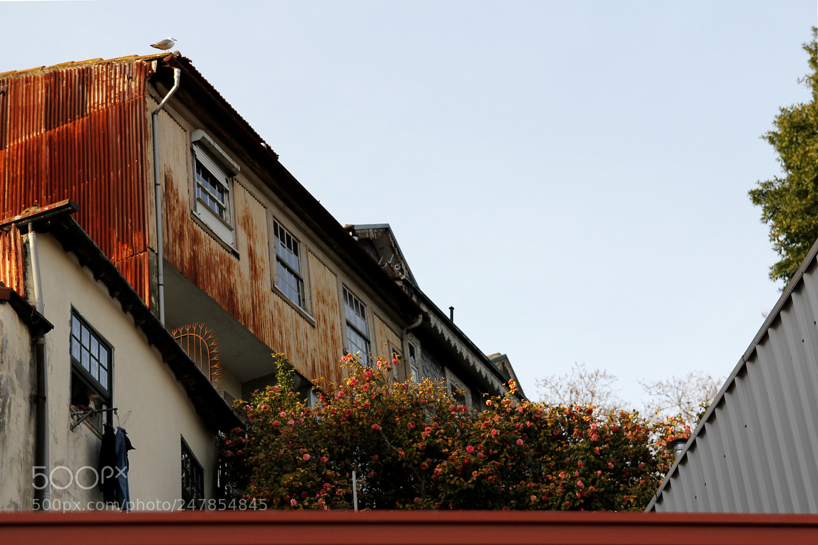 Canon EOS 550D (EOS Rebel T2i / EOS Kiss X4) sample photo. Between lines photography