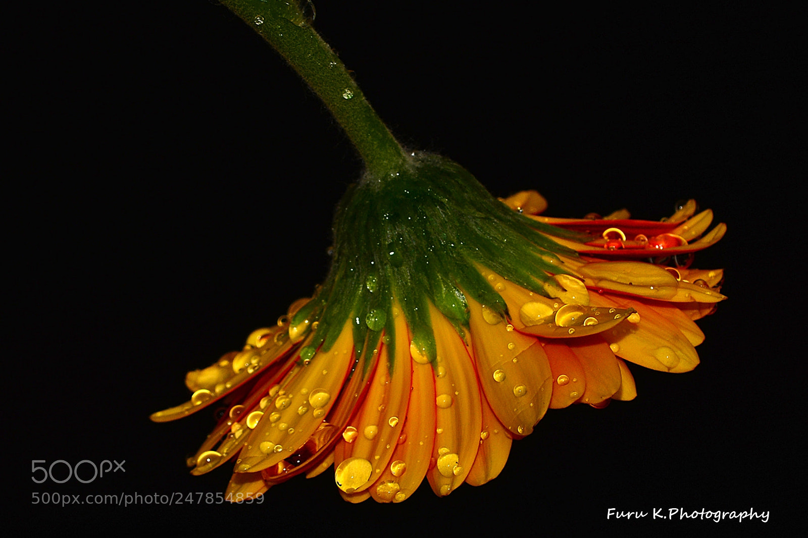 Nikon D7100 sample photo. Orange gerbera photography