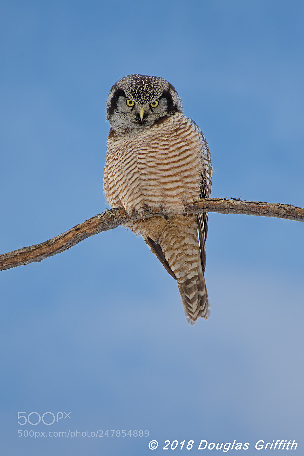 Nikon D500 sample photo. Male northern hawk owl photography