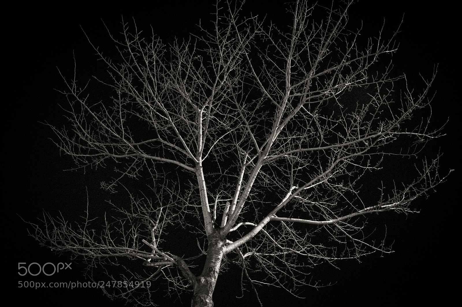 Sony a7 II sample photo. A tree photography