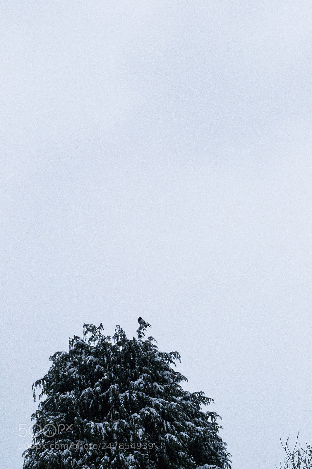 Nikon D3100 sample photo. He likes it there. photography