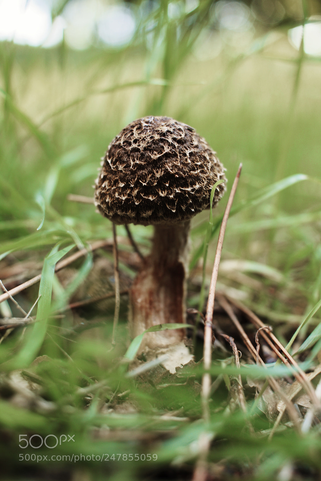 Canon EOS 60D sample photo. Fungo photography
